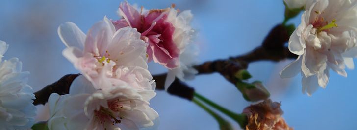 桜